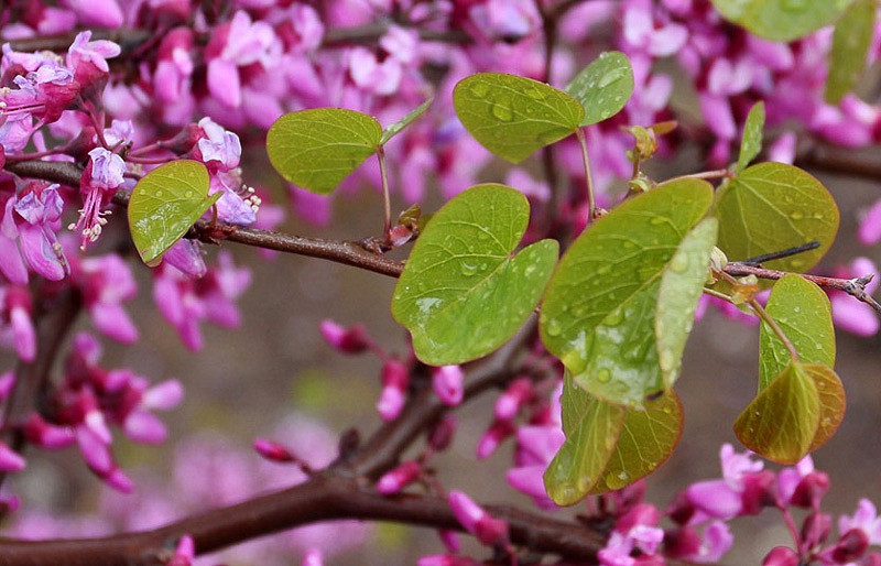 Cercis occidentalis, Western Redbud, Shrub, Small Tree, Pink Flowers,